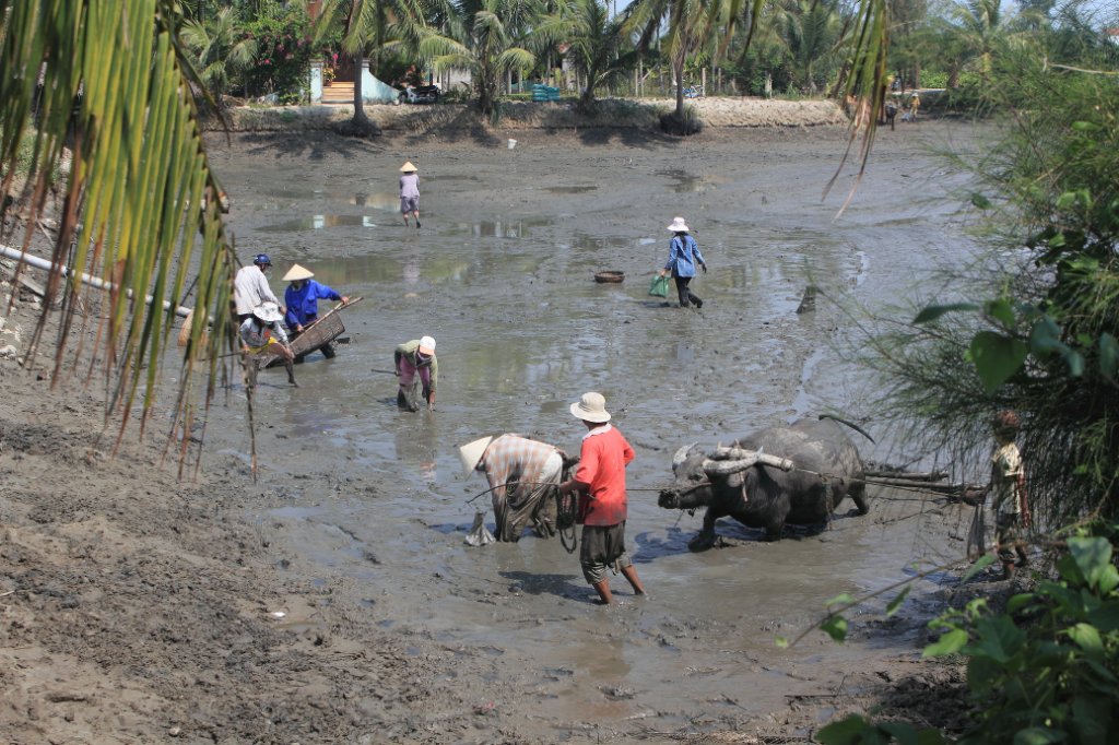 32-Plowing and cleaning a fish pond.jpg - Plowing and cleaning a fish pond